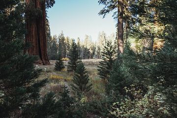Amerika - Skandinavische Atmosphäre mit Koniferen und Mammutbäumen | Kalifornien, Vereinigte Staaten von Sanne Dost