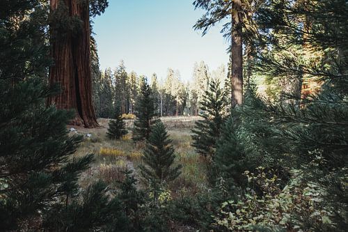 Scandinavische sfeer in Sequoia National Park met naaldbomen en Mammoetbomen | Californië, Verenigde