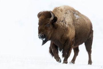 American Bison ( Bison bison ) walking through snow van wunderbare Erde