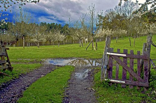 A mixed orchard after a rain shower on the organic farm