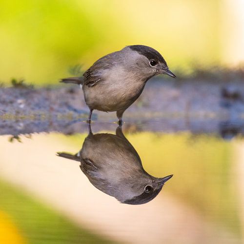 De oplettende Zwartkop van Alexander Tromp
