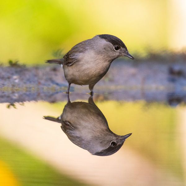 La fauvette à tête noire attentive par Alexander Tromp