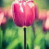 Purple Tulip by Martijn Tilroe