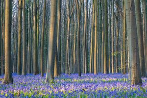Waldhyazinthenfest Hallerbos, Belgien