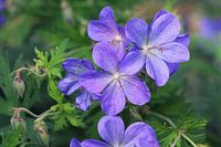 Geranium