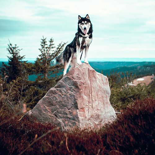 Siberische Husky in het Zwarte Woud