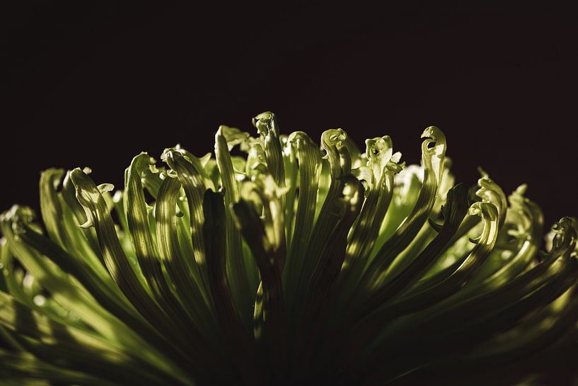 Flower green by Moments by Astrid