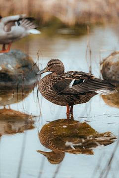 Duck I by Oliver Hackenberg