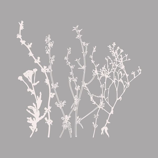 Modern Botanical Art. Flowers, plants, herbs and grasses in grey and white no. 3 by Dina Dankers