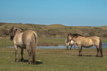 Konikpaarden in de Kennemerduinen, Noord-Holland van Peter Bartelings