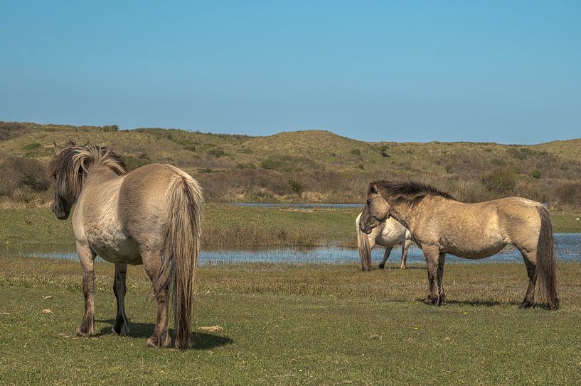 Konik horses in the Kennemer dunes, North Holland by Peter Bartelings