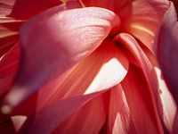 Pfirsich-rosa Blütenblätter