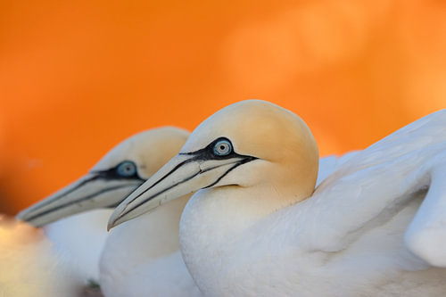 Gannets in love