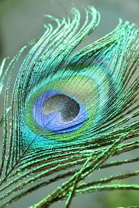 Plume de paon vert bleu.
