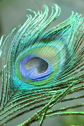 Plume de paon vert bleu.