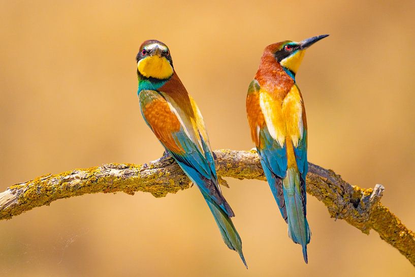 Bee-eater, Merops apiaster by Gert Hilbink