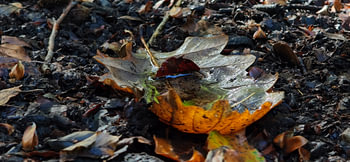 Le petit navire d'', « Autumn »