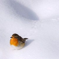 Roodborstje aan de wandel in de sneeuw