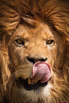 Portret van een leeuw met manen van Bas Meelker