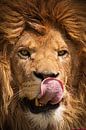 Portrait of a lion by Bas Meelker thumbnail