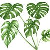 Monstera dans la salle du silence sur AidasignArt