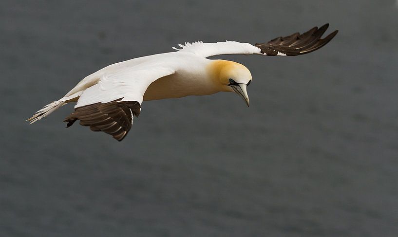 In vogelvlucht by Photo- ER