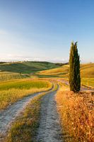 Tuscan landscape with cypresses, Tuscany, Italy