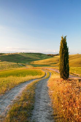Toscaans landschap met cipressen, Toscane, Italië