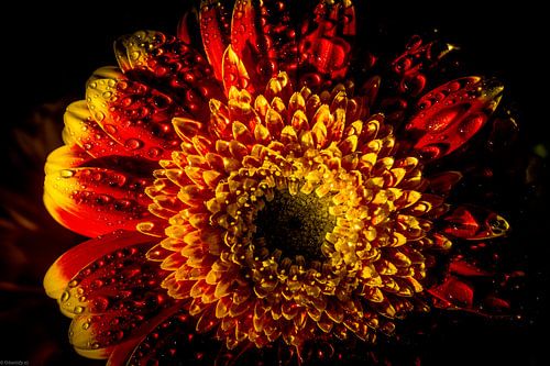 Vlammende Gerbera