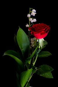 Die Rose