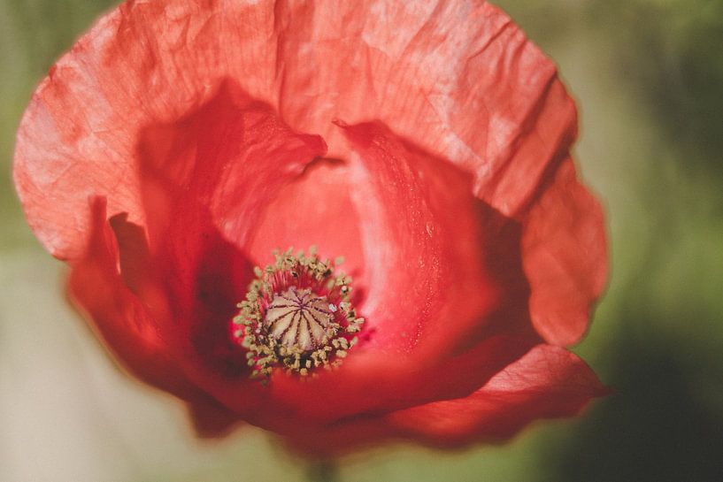 Mohn von Krista Jacobs