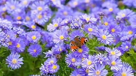 Vlinder op Asters van Bo Valentino