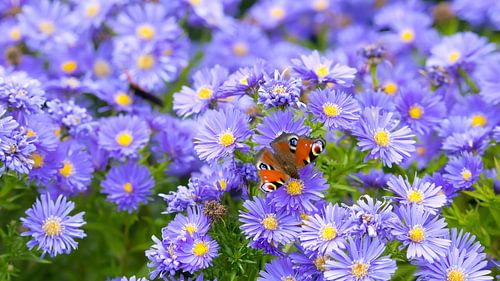 Vlinder op Asters
