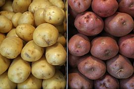 Two varieties of potatoes, stacked besides eachother. by Gert van Santen