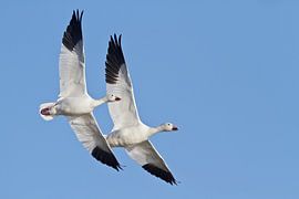 Two Snow Geese (Chen caerulescens) by Beschermingswerk voor aan uw muur