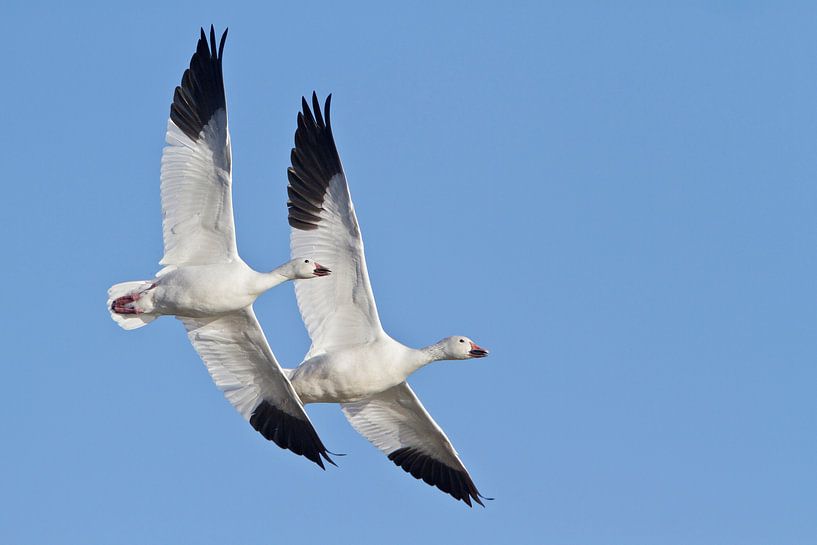 Zwei Schneegänse (Chen caerulescens) im Flug von Beschermingswerk voor aan uw muur