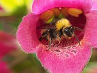 Hommel 2