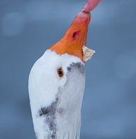 Gans mit Finger auf der Nase