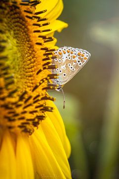 Butterfly on a sunflower van Shanna van Mens Fotografie