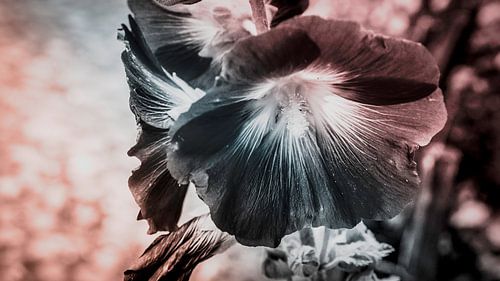Tussen licht en schaduw - de poëtische kant van een bloem