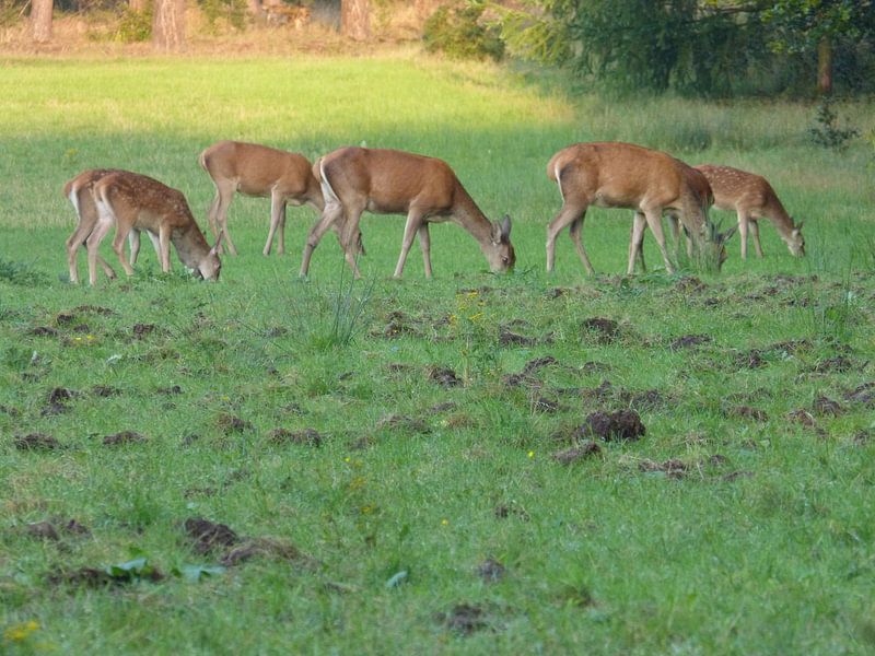 Herten, Zwijnen par Gijs van Veldhuizen