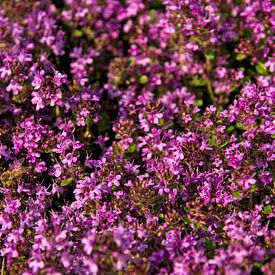 Biene Sammelt Nektar auf Blühenden Thymianblüten im Frühling von Alex Alcalde