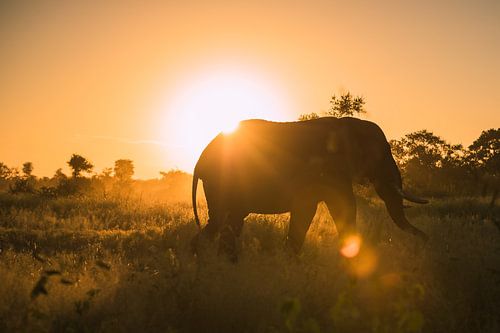 Perfect ending of the day - golden elephant silhouette by Sharing Wildlife
