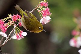 Japanese White-eye in a cherry blossom tree by Lensw0rld