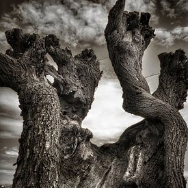 Me and the tree by Novygrafie