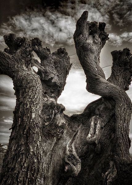 Moi et l'arbre par Novygrafie