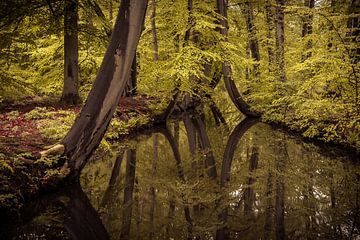 Baum-Magie von Dennis Bresser