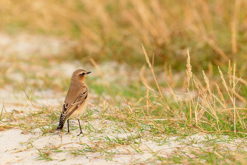 Steinschmätzer (Oenanthe oenanthe) von Dirk Rüter