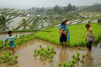 Groene rijstvelden van Jatiluwih, Bali