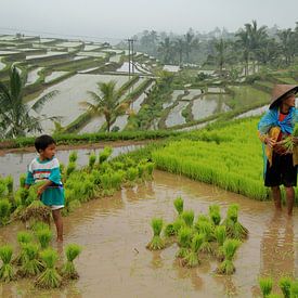 Groene rijstvelden van Jatiluwih, Bali van Lugth ART